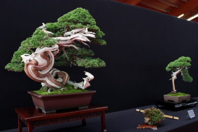 Bonsai San show 2017 - Những cây đoạt giải