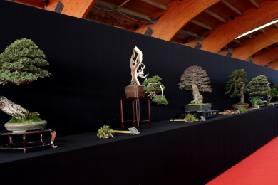 BONSAI SAN SHOW 2017 - TỔNG QUAN