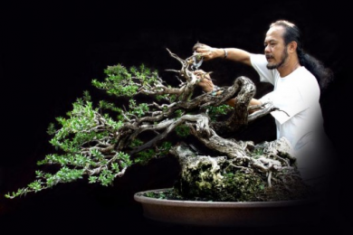 Một số tác phẩm Bonsai của Nghệ Nhân Robert Steven - Indonesia