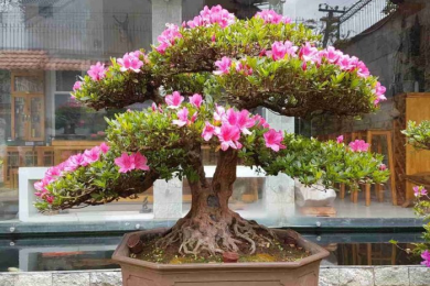 Giới thiệu một số hình ảnh Đỗ Quyên Bonsai của Đà Lạt của Tiến sĩ Dương Qúy Sỹ