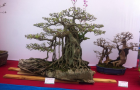 hoang_long_3