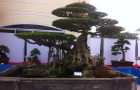 hoang_long_4