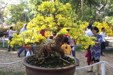 Những cây mai vàng đẹp tại hội hoa xuân tao đàn 2018 tiếp theo