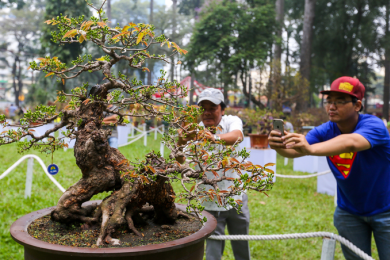 Những cây mai vàng đẹp tại hội hoa xuân tao đàn 2018