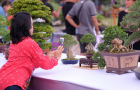 Triển lãm Bonsai Thái Lan 2017 - P2