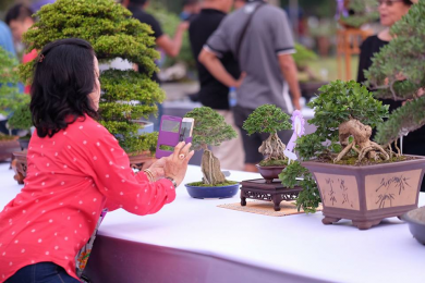 Triển lãm Bonsai Thái Lan 2017 - P2