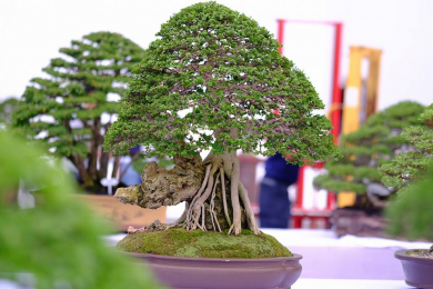 Triển lãm Bonsai Thái Lan 2017 - P3