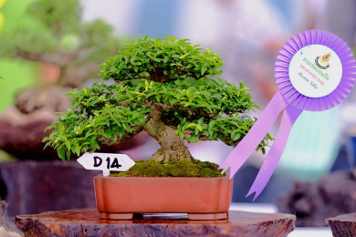 Triển lãm Bonsai Thái Lan 2017 - P1