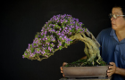 Một số tác phẩm Bonsai của Chú Trần Thắng ( Thắng đổ)