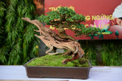 Triển lãm Bonsai Tân Phú phần 2