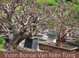 vườn Bonsai Vạn Niên Tùng