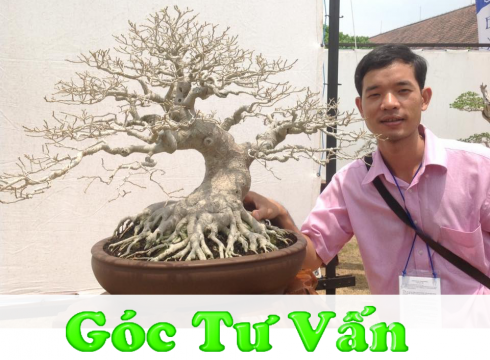 Dụng cụ Bonsai