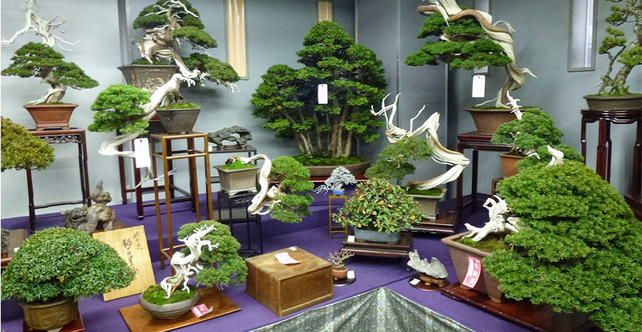 Bonsai Nhật Bản