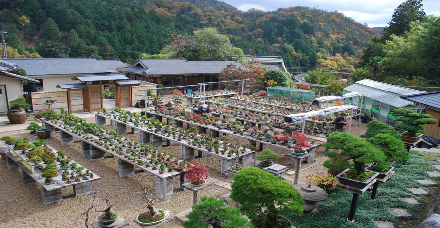 Bonsai garden