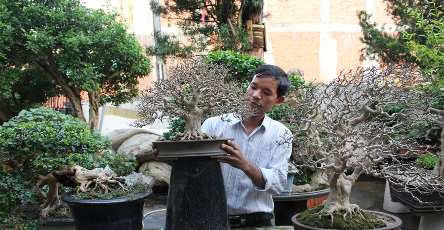 Dụng cụ Bonsai