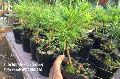 Thông đen Nhật Bản Black pine