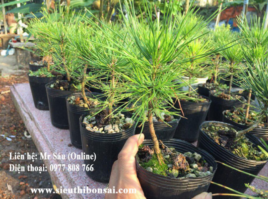 Thông đen Nhật Bản Black pine