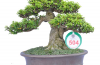 Danh sách tác phẩm đạt giải do các Nghệ Nhân Quốc Tế chấm thi (Bonsai mini)