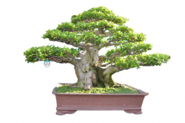 Danh sách tác phẩm đạt giải do các Nghệ Nhân Quốc Tế chấm thi (Bonsai lớn)