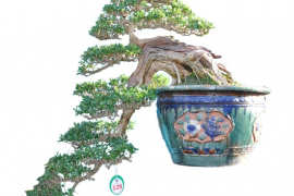 Danh sách tác phẩm đạt giải do các Nghệ Nhân Quốc Tế chấm thi (Bonsai Trung)