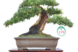 Danh sách tác phẩm đạt giải do các Nghệ Nhân Quốc Tế chấm thi (Bonsai Nhỏ)