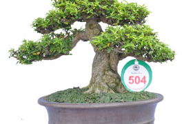 Danh sách tác phẩm đạt giải do các Nghệ Nhân Quốc Tế chấm thi (Bonsai mini)