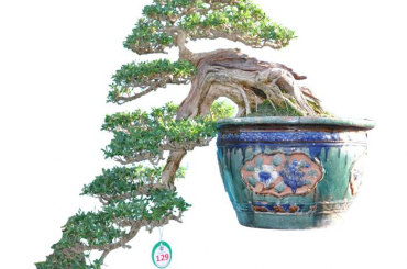 Danh sách tác phẩm đạt giải do các Nghệ Nhân Quốc Tế chấm thi (Bonsai Trung)