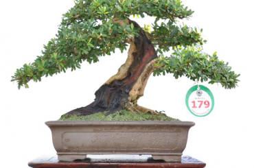 Danh sách tác phẩm đạt giải do các Nghệ Nhân Quốc Tế chấm thi (Bonsai Nhỏ)