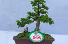 DSCN2582