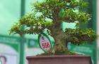 DSCN2592