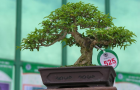 DSCN2595