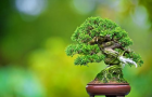 Thế giới Mame Bonsai (Bonsai siêu mini) Phần 1