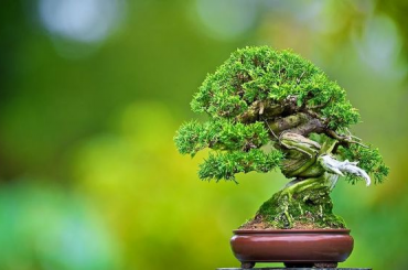 Thế giới Mame Bonsai (Bonsai siêu mini) Phần 1