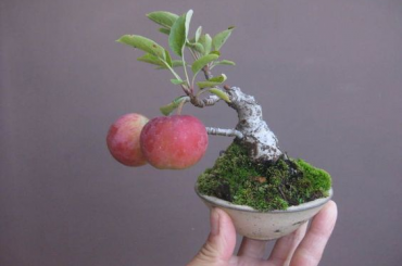 Thế giới Mame Bonsai (Bonsai siêu mini) Phần 2