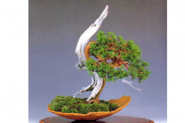 Điểm nhấn trong tạo tác Bonsai