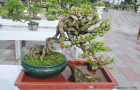 Rễ chân nơm trong tạo tác Bonsai