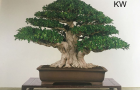 Nhận xét về xu thế phát triển của Bonsai vùng nhiệt đới thời hiện đại