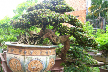 Tìm hiểu cách phân loại Bonsai