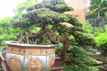 Tìm hiểu cách phân loại Bonsai