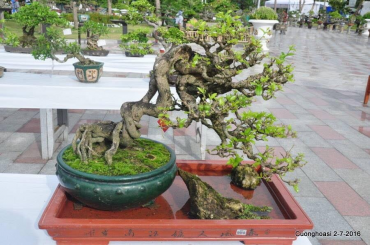 Rễ chân nơm trong tạo tác Bonsai