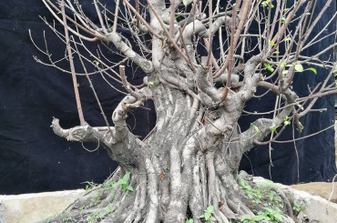 Kỹ thuật bó thân tạo cây Bonsai to