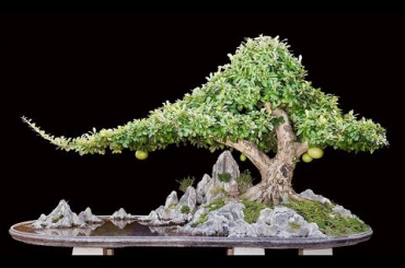 Cây đào tiên Bonsai