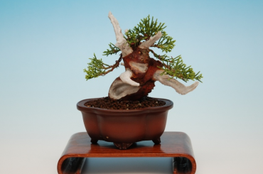 Tạo dáng Juniper P2