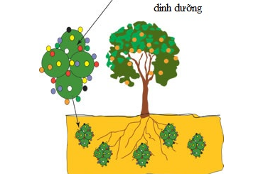 Tác dụng của phân Humic Acid đối với cây trồng