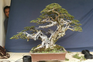 Bonsai Việt Nam đừng copy, sao chép...