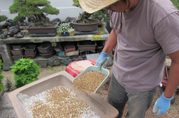 Đất trồng Bonsai (Bonsai soil)