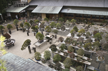 Cổ - kỳ - mỹ - văn trong kỹ thuật Bonsai