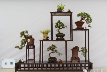 Mẫu kệ trưng bày Bonsai mini đẹp