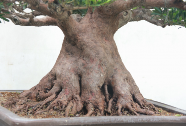 Tùng La Hán - Podocarpus macrophyllus