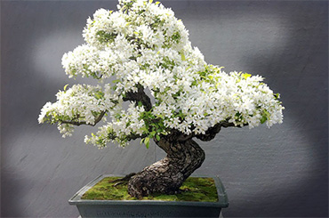 Các cây Bonsai đẹp nhất